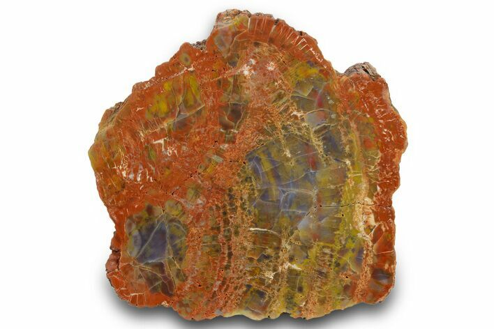 Colorful, Polished Petrified Wood (Araucarioxylon) - Arizona #371669